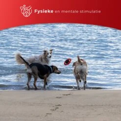 Kauwbot Stuurwiel 2.0 Extra Sterk Melk Geur Smaak En Piep Honden Speelgoed - Kauwspeelgoed Bot Hond - Dutchwide -Huisdierbenodigdheden 1200x1200 2267