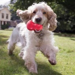 Kong Kauwbot - Hondenspeelgoed - Rood - L 24 Kong Kauwbot - Hondenspeelgoed - Rood - L -Huisdierbenodigdheden 1200x1200 2275
