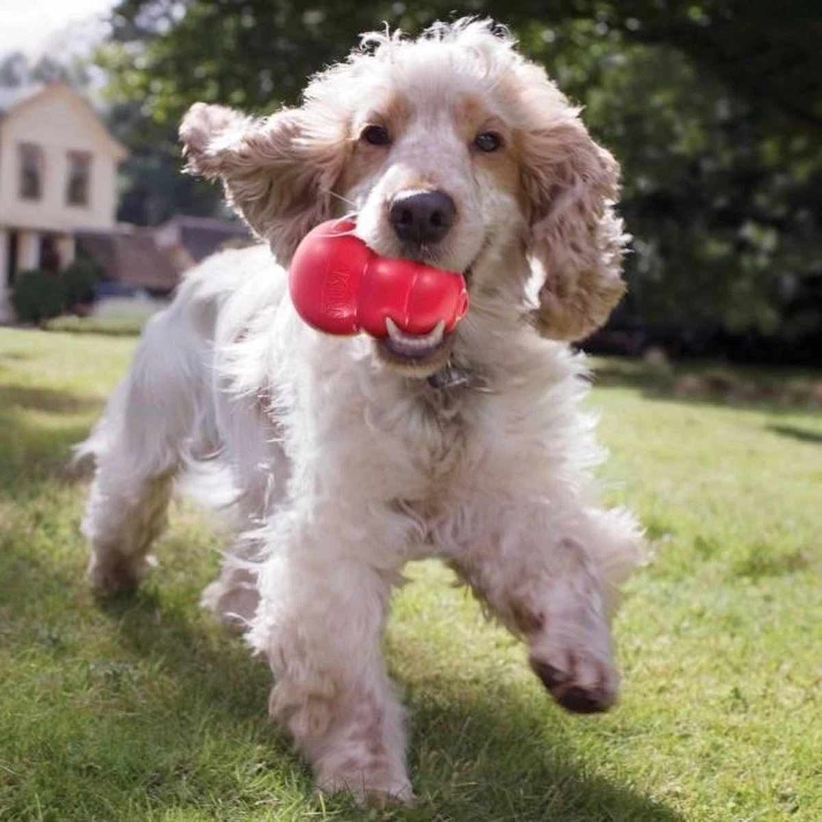 Kong Kauwbot - Hondenspeelgoed - Rood - L 5 Kong Kauwbot - Hondenspeelgoed - Rood - L - Afbeelding 5