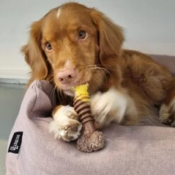 Nylabone Extreme Kauwbot Met Rund- En Kaassmaak - Voor Krachtige Kauwers - In S/M/XL - X-Large -Huisdierbenodigdheden 1200x1200 2278