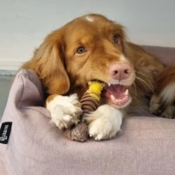 Nylabone Extreme Kauwbot Met Rund- En Kaassmaak - Voor Krachtige Kauwers - In S/M/XL - X-Large -Huisdierbenodigdheden 1200x1200 2280