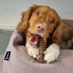 Nylabone Extreme Kauwbot Met Rund- En Kaassmaak - Voor Krachtige Kauwers - In S/M/XL - X-Large -Huisdierbenodigdheden 1200x1200 2281