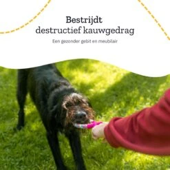 All 4 Pets Supply® Honden Speelgoed Set Geschikt Voor Puppy's T/m Middelgrote Honden - 12 Stuks - Hondenspeeltjes - Intelligentie - Touw - Flostouw - Bijtring - Bal -Huisdierbenodigdheden 1200x1200 2298