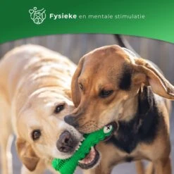 Tandenborstel Hond Melk Geur Smaak En Piep Honden Speelgoed Dog Toy - Krokodil Groen - Dutchwide -Huisdierbenodigdheden 1200x1200 2308