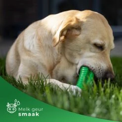 Tandenborstel Hond Melk Geur Smaak En Piep Honden Speelgoed Dog Toy - Krokodil Groen - Dutchwide -Huisdierbenodigdheden 1200x1200 2309