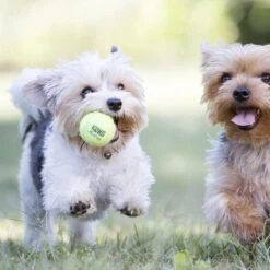 Kong Air Squacker Tennisbal - Hondenspeelgoed - Geel - M - Ø7,1 Cm -Huisdierbenodigdheden 1200x1200 2358