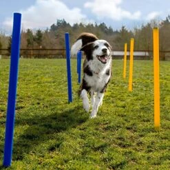 Agility Voor De Hond - 16 Delig - Agility Set - Hondentunnel - Horde - Slalom Palen - Honden Training Set - Honden Behendigheidsset - Agility Toestellen -Huisdierbenodigdheden 1200x1200 2397