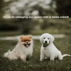 AYOO Agility Voor De Hond - Honden Training - Honden Behendigheid Set - Hondenparcours - Training Huisdieren - Honden Agility Set - Slalom - Horde - Draagzak - Agility Set - Oranje - Wit - GRATIS Speeltouw -Huisdierbenodigdheden 1200x1200 2423