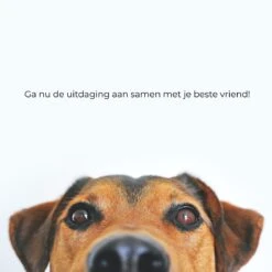 AYOO Agility Voor De Hond - Honden Agility Set - Honden Training - Honden Behendigheid Set - Honden Parcours - Training Huisdieren - Tunnel - Slalom - Horde - Draagzak - 21 Delig - GRATIS Speeltouw -Huisdierbenodigdheden 1200x1200 2430