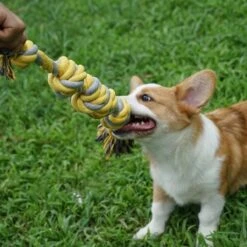 BoDutch Flostouw Hond - Hondenspeelgoed - Trektouw Hond - Hondentouw - Flostouw Hond - 60 Cm - Apporteerspeelgoed - Geel/Grijs -Huisdierbenodigdheden 1200x1200 2470