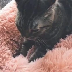 Snoozle Donut Hondenmand - Zacht En Luxe Hondenkussen - Wasbaar - Fluffy - Hondenmanden - 50cm - Grijs -Huisdierbenodigdheden 1200x1200 2550