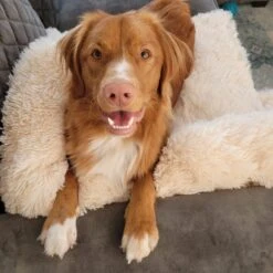 Origineel Hondendeken Voor Bank M – Hondenkleed Fluffy – Pluche Hondenbed - Hondenmand Premium - Volledig Afritsbaar - Beige -Huisdierbenodigdheden 1200x1200 2705