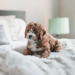 Fluffy Blanket - Pluche Hondendeken - 120 X 100 CM - Grijs - Voor De Auto Of Bank - Fleece -Huisdierbenodigdheden 1200x1200 2868