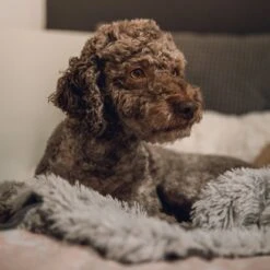 Fluffy Blanket - Pluche Hondendeken - 120 X 100 CM - Grijs - Voor De Auto Of Bank - Fleece -Huisdierbenodigdheden 1200x1200 2869