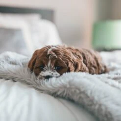 Fluffy Blanket - Pluche Hondendeken - 120 X 100 CM - Grijs - Voor De Auto Of Bank - Fleece -Huisdierbenodigdheden 1200x1200 2870