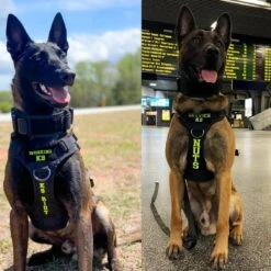 Always Prepared © Pro K9 Halsband Hond - Hals 35-75 CM - Hondenhalsband - Geschikt Voor Iedere Hondenriem - Voor Middel En Grote Honden - Best Getest 2022 - 450KG Anti Trek Test - One Size Zwart -Huisdierbenodigdheden 1200x1200 2915