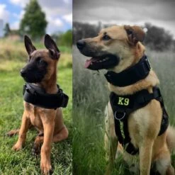 Always Prepared © Pro K9 Halsband Hond - Hals 35-75 CM - Hondenhalsband - Geschikt Voor Iedere Hondenriem - Voor Middel En Grote Honden - Best Getest 2022 - 450KG Anti Trek Test - One Size Zwart -Huisdierbenodigdheden 1200x1200 2917