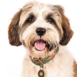 Dwam Halsband Janis Multi-Color - Hondenhalsband - 33-43x2.5 Cm -Huisdierbenodigdheden 1200x1200 2919