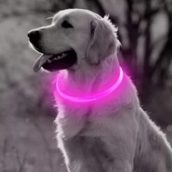 Led Halsband Hond Usb Oplaadbaar 20-70 CM - Roze - Led Honden Halsband - Extra Small Tm Extra Large - Universeel - Honden Lampje - Honden Licht - Honden Veiligheid - Lichtgevende Halsband Hond