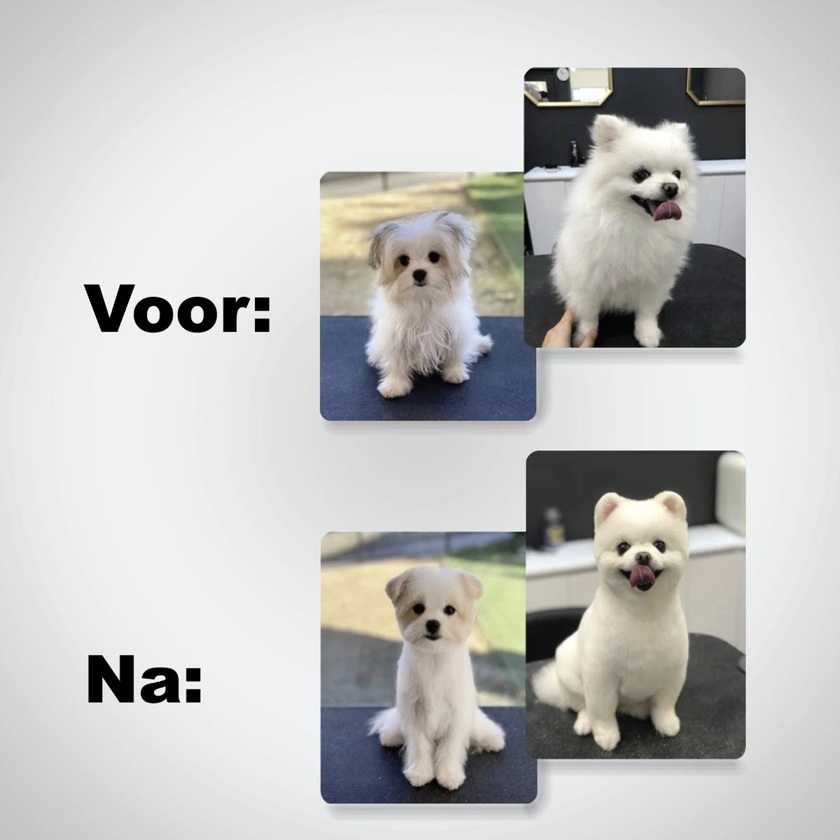 VoordeelShop 7-Delige Huisdier Knipset Met Etui - Trimmen Hond - Honden Schaar - Effileerschaar Hond - Huisdier Trimmer - Huisdier Knippen - Knipschaar Haar - Haar Schaar - Kapper - Kapperset - Scharenset 12 VoordeelShop 7-Delige Huisdier Knipset Met Etui - Trimmen Hond - Honden Schaar - Effileerschaar Hond - Huisdier Trimmer - Huisdier Knippen - Knipschaar Haar - Haar Schaar - Kapper - Kapperset - Scharenset - Afbeelding 12