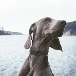 Invoxia - Huisdier GPS Tracker - Zonder Simkaart - Tot 1 Maand Batterijduur - Track & Trace Volgsysteem - Zwart -Huisdierbenodigdheden 1200x1200 2964