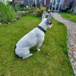 Merkloos Hondenhalsband Met Edelstenen - Avonturijn - Maat L - Kalmerend - Leer - Luxe Band -Huisdierbenodigdheden 1200x1200 2980