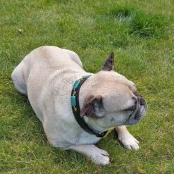 Merkloos Hondenhalsband Met Edelstenen - Avonturijn - Maat L - Kalmerend - Leer - Luxe Band -Huisdierbenodigdheden 1200x1200 2982