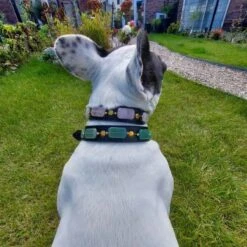 Merkloos Hondenhalsband Met Edelstenen - Avonturijn - Maat L - Kalmerend - Leer - Luxe Band -Huisdierbenodigdheden 1200x1200 2983