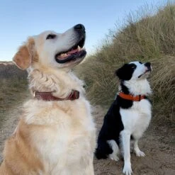 Brute Strength - Luxe Leren Halsband Hond - Bruin - L - (46 - 53 Cm) X 3,5cm -Huisdierbenodigdheden 1200x1200 2988