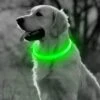 Groene LED Halsband Voor Honden Medium / Groen Verlichte Halsband / Lichtgevende Halsband Hond / Diverse Formaten Beschikaar! Oplaadbaar Via USB / USB Halsband LED