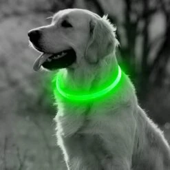 Groene LED Halsband Voor Honden Medium / Groen Verlichte Halsband / Lichtgevende Halsband Hond / Diverse Formaten Beschikaar! Oplaadbaar Via USB / USB Halsband LED