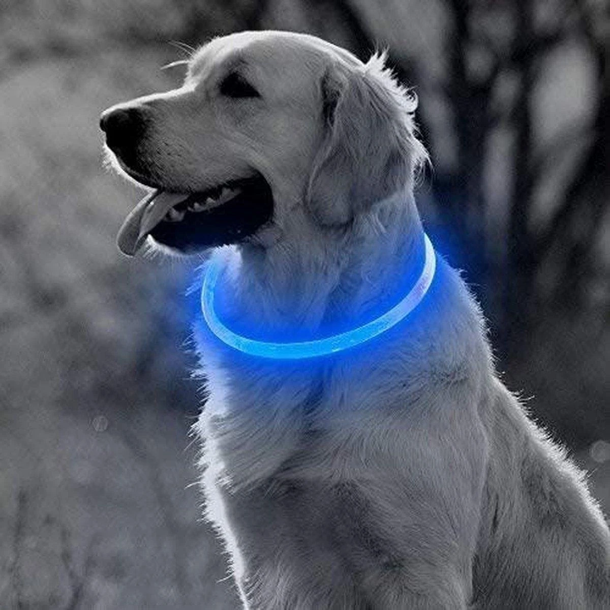 Blauwe LED Halsband Voor Hond Small / Blauw Verlichte Halsband Hond / Lichtgevende Halsband Hond / Diverse Formaten Beschikaar! Oplaadbaar Via USB / USB Halsband LED 1 Blauwe LED Halsband Voor Hond Small / Blauw Verlichte Halsband Hond / Lichtgevende Halsband Hond / Diverse Formaten Beschikaar! Oplaadbaar Via USB / USB Halsband LED
