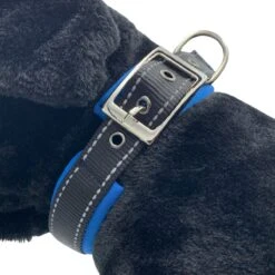 Halsband Hond Met Gesp - Reflecterend - Blauw - Maat XL - Oersterk -Huisdierbenodigdheden 1200x1200 3009