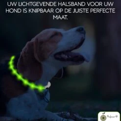 Groene LED Halsband Voor Honden XL / Groen Verlichte Halsband / Lichtgevende Halsband Hond / Led Halsband Hond - Oplaadbaar Via USB / USB Halsband LED 13 Groene LED Halsband Voor Honden XL / Groen Verlichte Halsband / Lichtgevende Halsband Hond / Led Halsband Hond - Oplaadbaar Via USB / USB Halsband LED -Huisdierbenodigdheden 1200x1200 3018