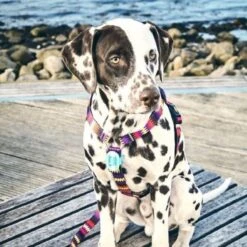 Max & Molly Matrix Ultra Led Honden Veiligheidslicht - Dierenlampje - Zwart -Huisdierbenodigdheden 1200x1200 3059