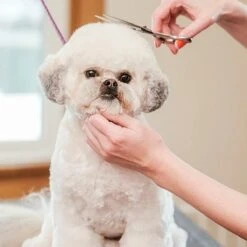 Merkloos Premium Gebogen Trimschaar Honden - Huisdier Trimmen - Hoofd, Poten Ogen & Oren - Kat & Hond Knippen - Veilige Schaar -Huisdierbenodigdheden 1200x1200 308