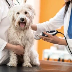 Nobleza Dieren Tondeuse Set - 4 Opzetkammen - Draadloos - Voor Huisdieren Katten & Honden -Huisdierbenodigdheden 1200x1200 310