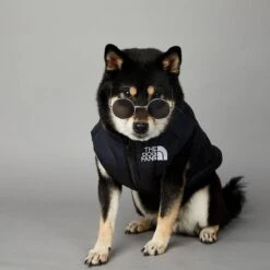 Db Hondenjas The Dog Fans - Hondenbodywarmer - Hondentrui - Hondenkleding - Dierenkleding - Honden Bodywarmer - Zwart -Huisdierbenodigdheden 1200x1200 3137