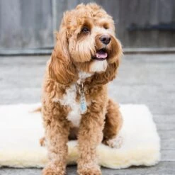 HuggleHounds - Wasbare Fleece Hondenmat Van Lamswol Voor Benches Of Als Los Kussen - In Naturel Of Grijs - S/M/L/XL/XXL - Grijs - S 22 HuggleHounds - Wasbare Fleece Hondenmat Van Lamswol Voor Benches Of Als Los Kussen - In Naturel Of Grijs - S/M/L/XL/XXL - Grijs - S -Huisdierbenodigdheden 1200x1200 3218