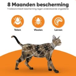 Nafurapets Vlooienband Voor Kat – Anti Vlooien – Teken Band – 100% Natuurlijk – 8 Maanden Bescherming – Grote & Kleine Kat -Huisdierbenodigdheden 1200x1200 3269
