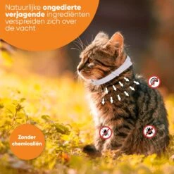 Nafurapets Vlooienband Voor Kat – Anti Vlooien – Teken Band – 100% Natuurlijk – 8 Maanden Bescherming – Grote & Kleine Kat -Huisdierbenodigdheden 1200x1200 3273
