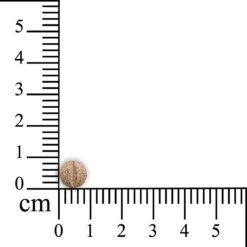 Sensipharm Omniderma Voor Kat, Hondje, Cavia, Konijn - Voedingssupplement Voor Huid En Vacht, Bij Jeuk, Eczeem & Hotspot - 90 Tabletten à 250 Mg -Huisdierbenodigdheden 1200x1200 3279