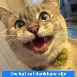 Anti-parasitaire Druppels Tegen Vlooien, Teken, Mijten En Luizen - Voor Katten Vanaf 12 Weken -Huisdierbenodigdheden 1200x1200 3304