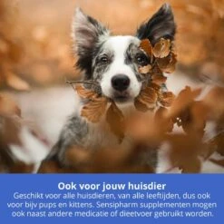 Sensipharm Urologist Aid Voor Kat, Hondje, Cavia, Konijn - Bij Blaasontsteking, Blaasgruis, Struviet, Oxalaat & Nierstenen - 90 Tabletten à 250 Mg -Huisdierbenodigdheden 1200x1200 3311