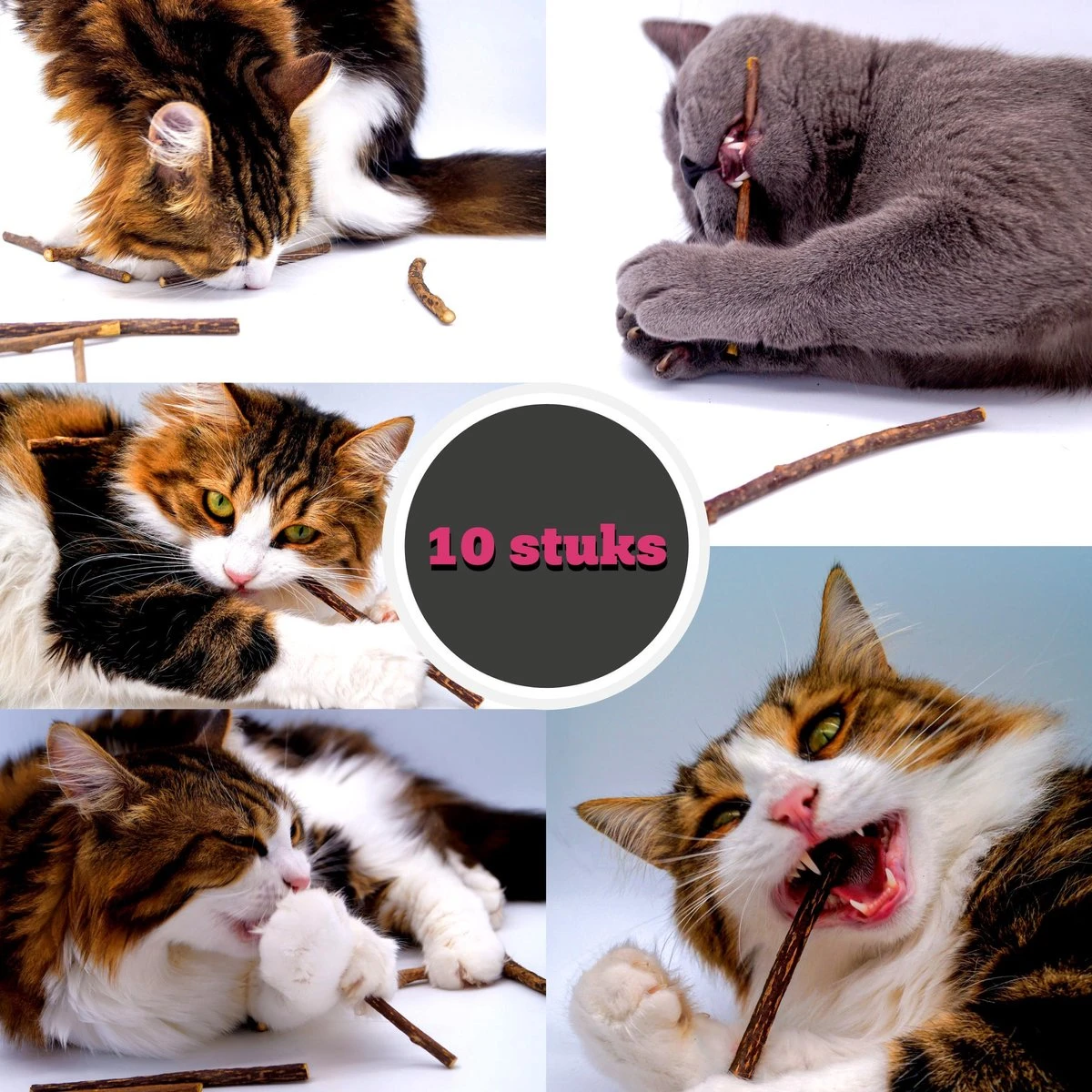Make Me Purr Matatabi Sticks (10 Stuks) - Silver Vine Kattenkruid Stokjes - Catnip Effect Kauwstokjes - Kattensnack Kattensnoepjes - Kattenspeelgoed Kattenspeeltjes 1 Make Me Purr Matatabi Sticks (10 Stuks) - Silver Vine Kattenkruid Stokjes - Catnip Effect Kauwstokjes - Kattensnack Kattensnoepjes - Kattenspeelgoed Kattenspeeltjes