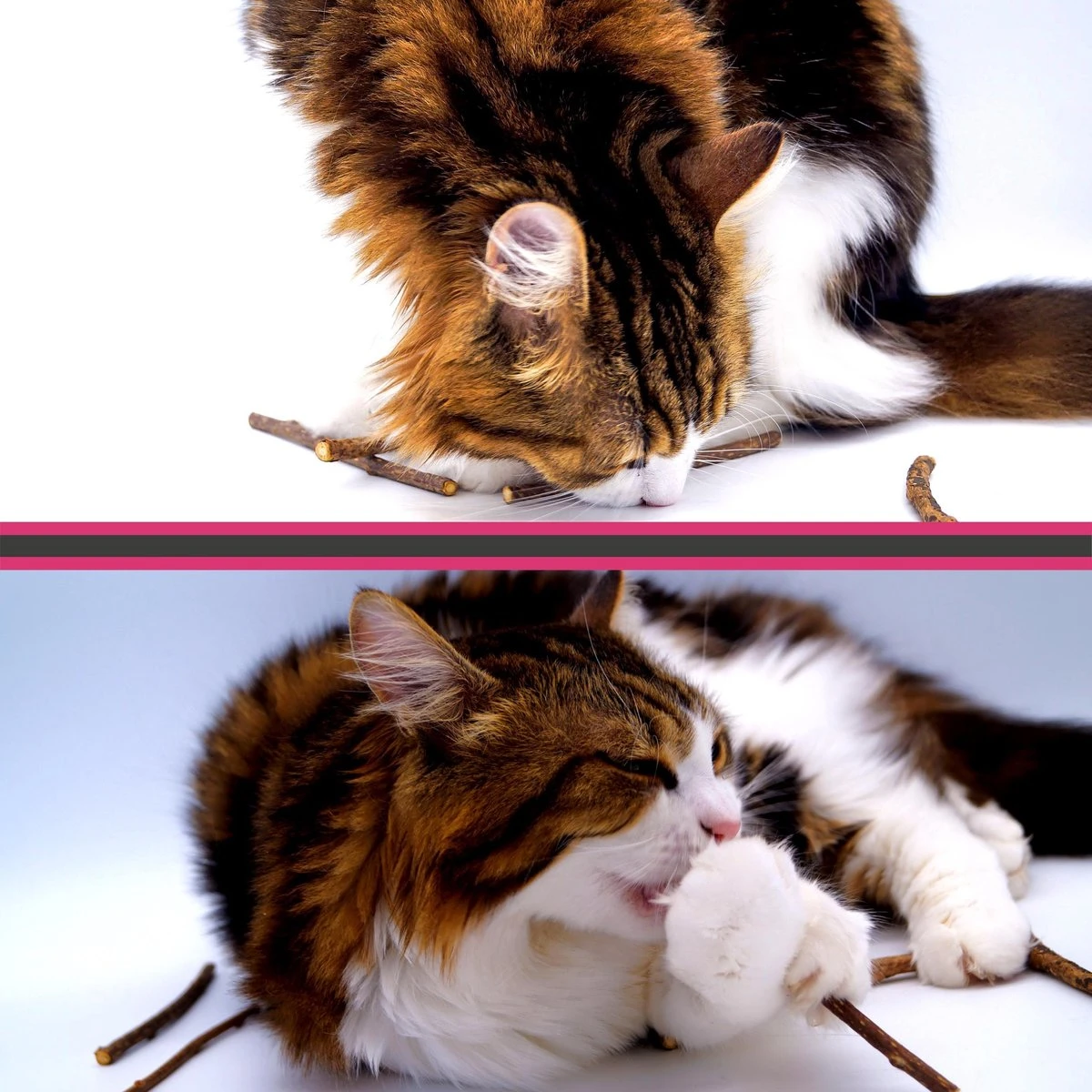 Make Me Purr Matatabi Sticks (10 Stuks) - Silver Vine Kattenkruid Stokjes - Catnip Effect Kauwstokjes - Kattensnack Kattensnoepjes - Kattenspeelgoed Kattenspeeltjes 4 Make Me Purr Matatabi Sticks (10 Stuks) - Silver Vine Kattenkruid Stokjes - Catnip Effect Kauwstokjes - Kattensnack Kattensnoepjes - Kattenspeelgoed Kattenspeeltjes - Afbeelding 4