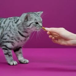 Whiskas Temptations Kattensnacks - Kip En Kaas - 8 X 60 Gr 9 Whiskas Temptations Kattensnacks - Kip En Kaas - 8 X 60 Gr -Huisdierbenodigdheden 1200x1200 3451