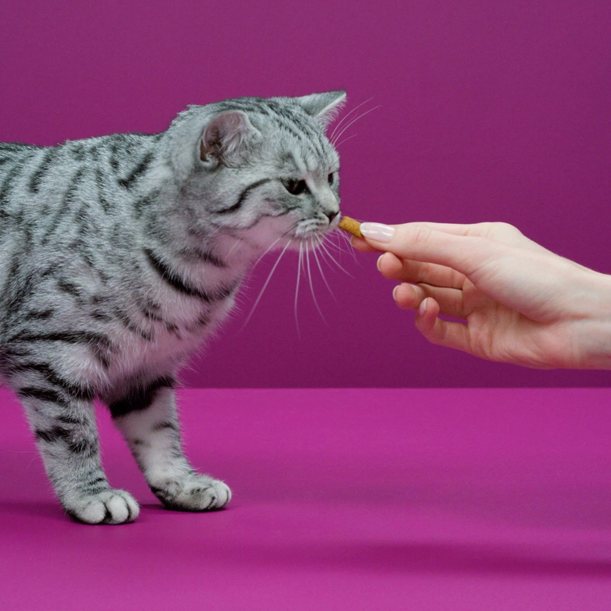 Whiskas Temptations Kattensnacks - Kip En Kaas - 8 X 60 Gr 4 Whiskas Temptations Kattensnacks - Kip En Kaas - 8 X 60 Gr - Afbeelding 4