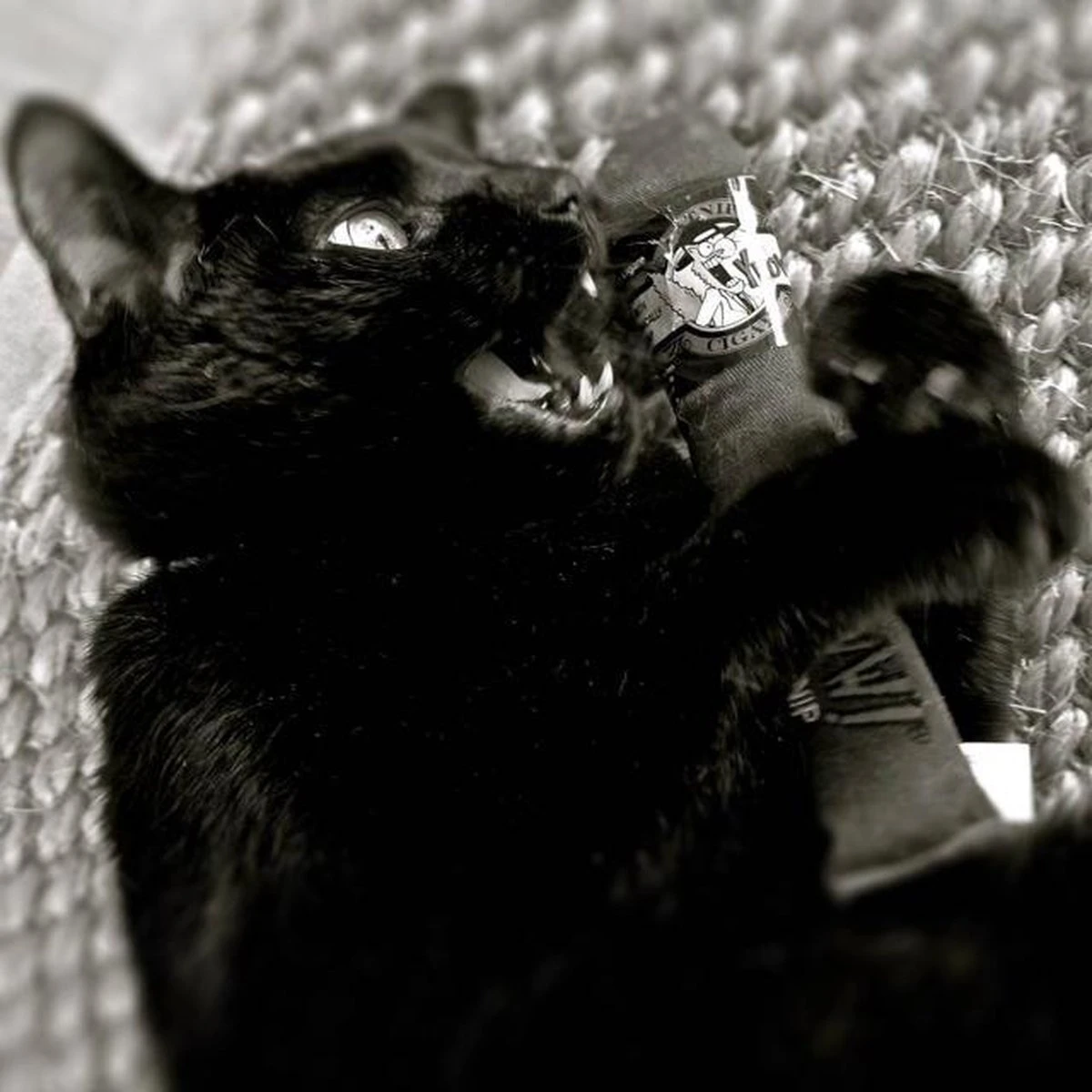 Yeowww Cigar Original Singles – Kattenspeeltjes Met De Meest Krachtige Catnip Ter Wereld! – Speelgoed Voor Katten Met Kattenkruid – Onweerstaanbaar – 17.7 Cm – Bruin 2 Yeowww Cigar Original Singles – Kattenspeeltjes Met De Meest Krachtige Catnip Ter Wereld! – Speelgoed Voor Katten Met Kattenkruid – Onweerstaanbaar – 17.7 Cm – Bruin - Afbeelding 2