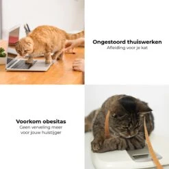 Pettadore - Laser Kattenspeeltjes - Smart Met Autoplay En Handmatig Via App -Huisdierbenodigdheden 1200x1200 3718